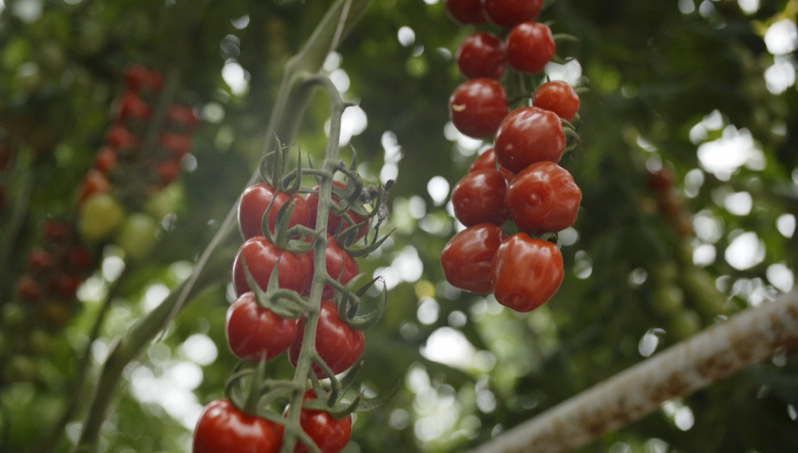 Tomato Masters